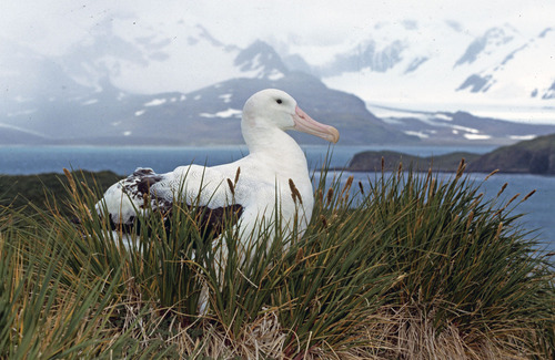 Image of Wandering Albatross