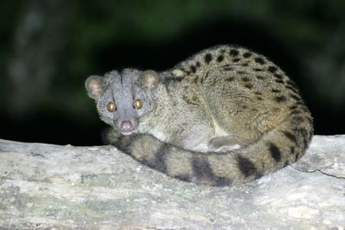 Image of African Palm Civet