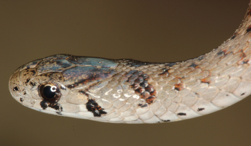 Image of Dekay's Brownsnake