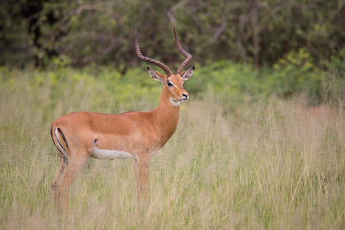 Image of Impala