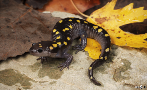 Image of Spotted Salamander