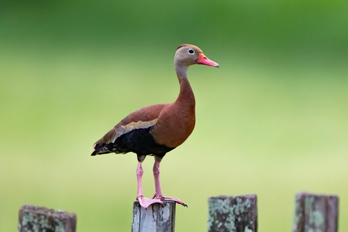 Image of Black-bellied Whistling Duck