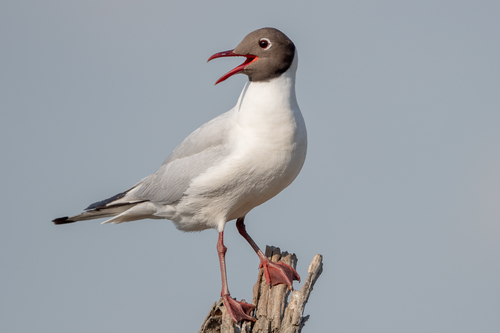 Image of Black-headed Gull