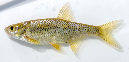 Image of Golden Shiner