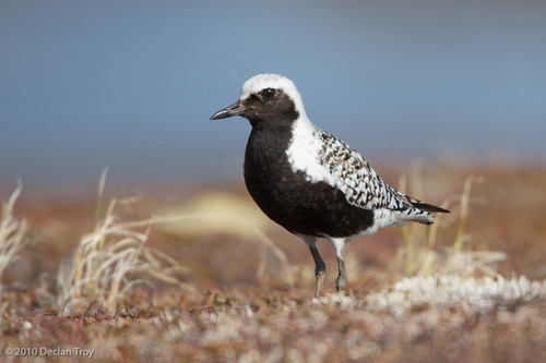 Image of Grey Plover