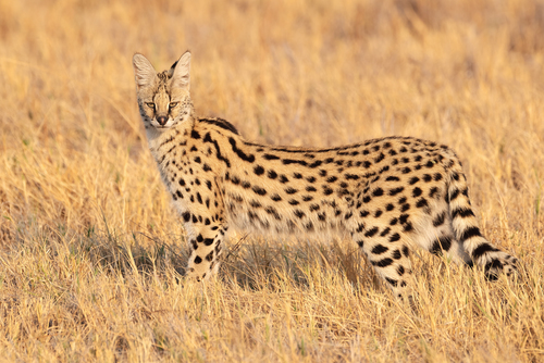 Image of Serval