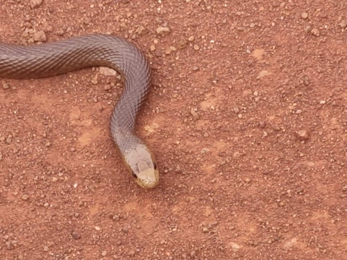 Image of Central Ranges Taipan