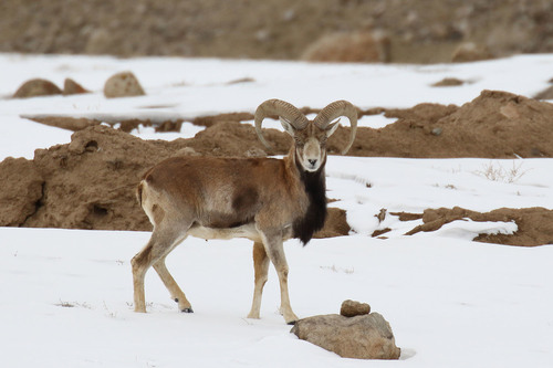 Image of Urial