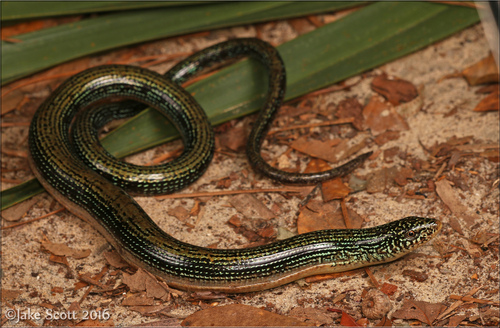 Image of Eastern Glass Lizard