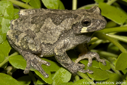 Image of Gray Treefrog