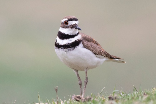 Image of Killdeer