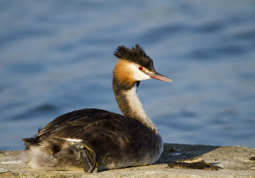 Image of Great Crested Grebe