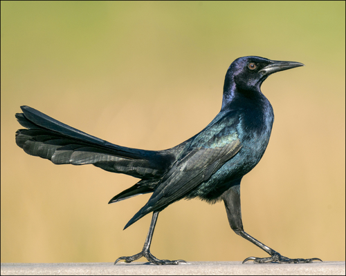 Image of Boat-tailed Grackle