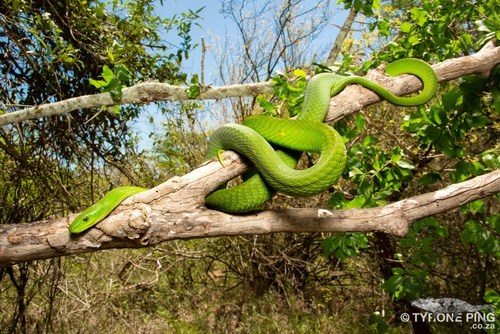 Image of Eastern Green Mamba