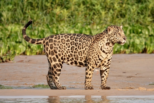 Image of Jaguar