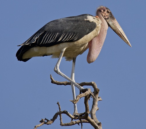 Image of Marabou Stork