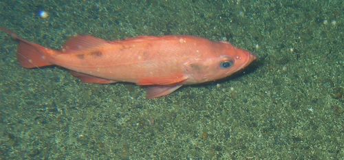 Image of Peixe-pedra do Pacífico