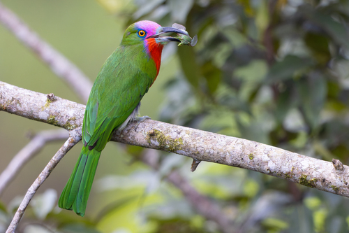 Image of Red-bearded Bee-eater