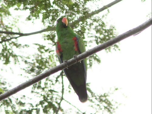 Image of Eclectus Parrot