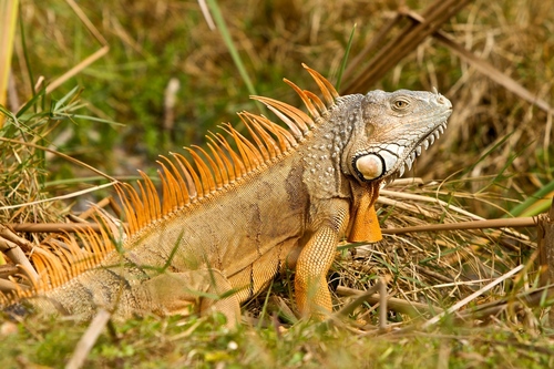 Image of Green Iguana