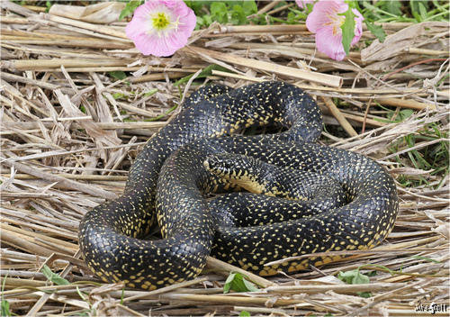 Image of Speckled Kingsnake