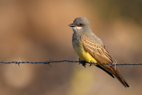 Image of Cassin's Kingbird