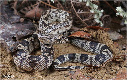 Image of Northern Pine Snake