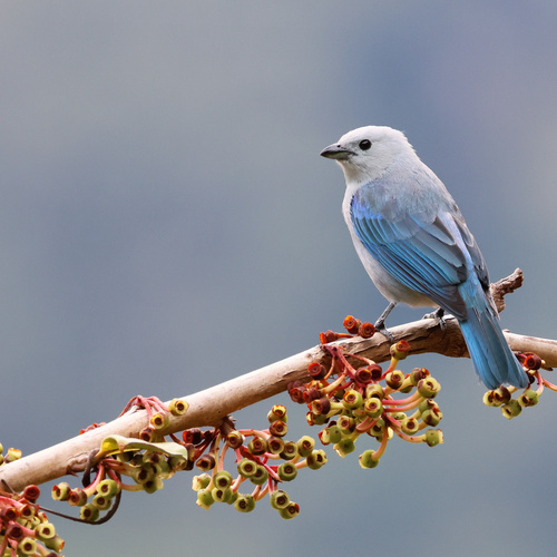 Image of Blue-gray Tanager