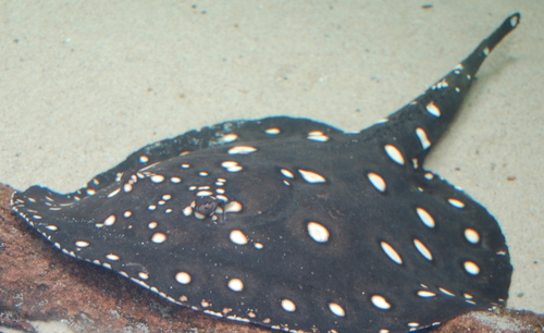 Image of Leopold's Stingray