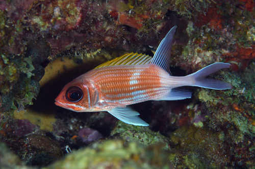 Image of Squirrelfish