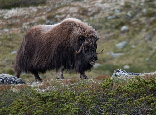 Image of Muskox