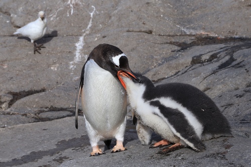 Image of Gentoo Penguin