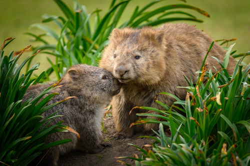 Image of Common Wombat