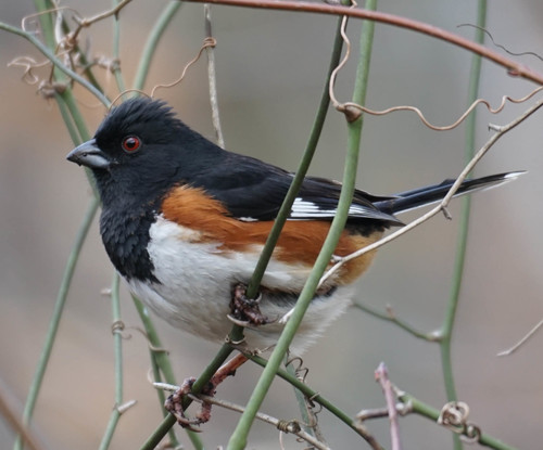 Image of Eastern Towhee