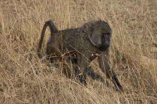 Image of Olive Baboon