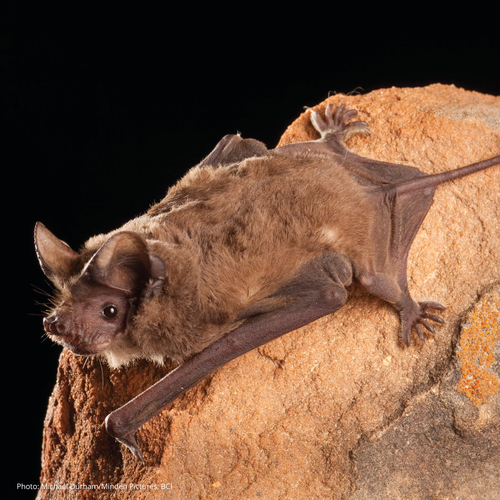 Image of Brazilian Free-tailed Bat