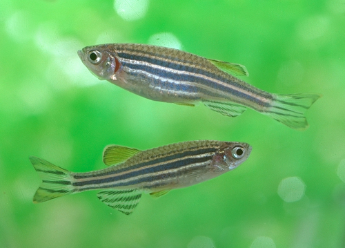 Image of Zebrafish