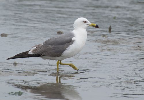 Image of Black-tailed Gull