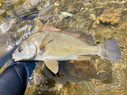 Image of Freshwater Drum