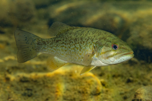 Image of Smallmouth Bass