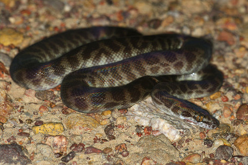 Image of Children's python