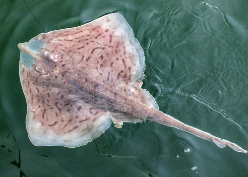 Image of Clearnose Skate