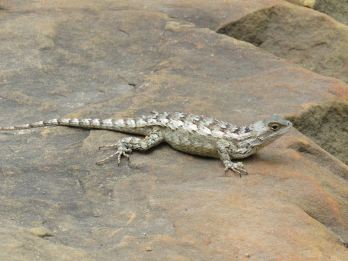 Image of Texas Spiny Lizard