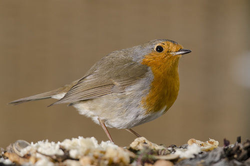 Image of European Robin