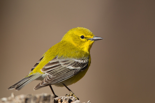 Image of Pine Warbler