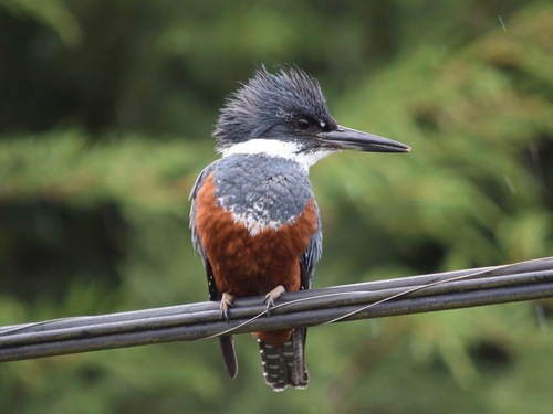 Image of Ringed Kingfisher