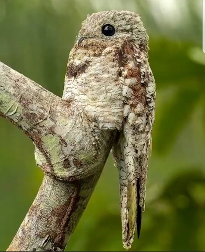 Image of Great Potoo