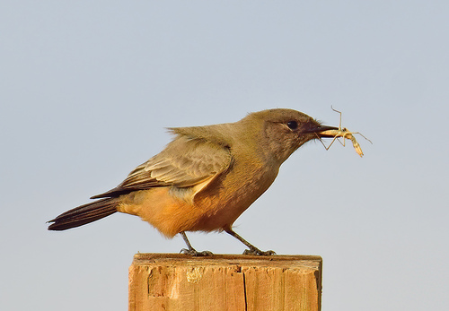 Image of Say's Phoebe