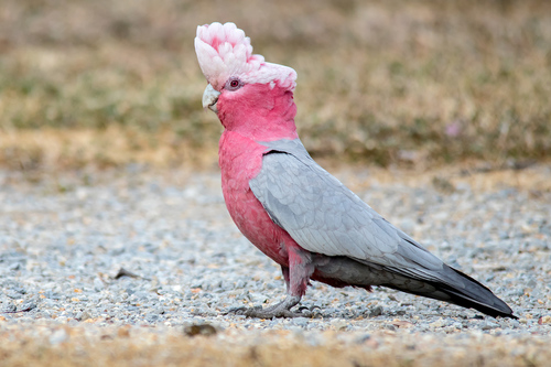 Image of Galah