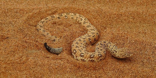 Image of Peringuey's Adder